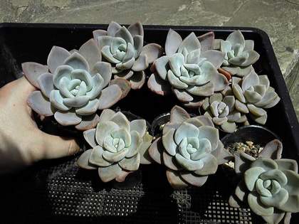 130418_121549_ed.jpg