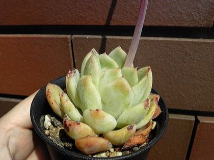 blsp1.jpg
