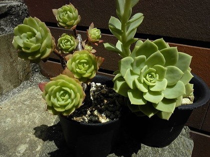 140524_130209_ed.jpg