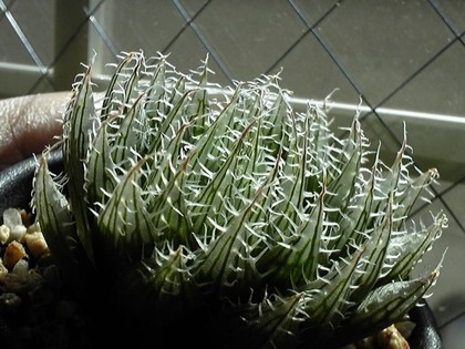 150418_144747_ed.jpg