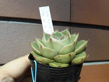 170126_124109_ed.jpg